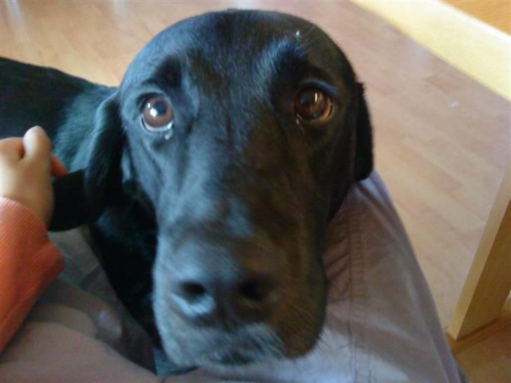 Labrador retriever Basse R.I.P - Min dejlige Bassemand billede 2