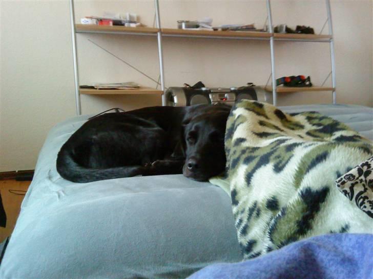 Labrador retriever Basse R.I.P - Basse putter billede 3