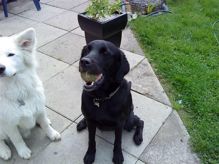 Labrador retriever Basse R.I.P - Basse vil spille bold billede 4