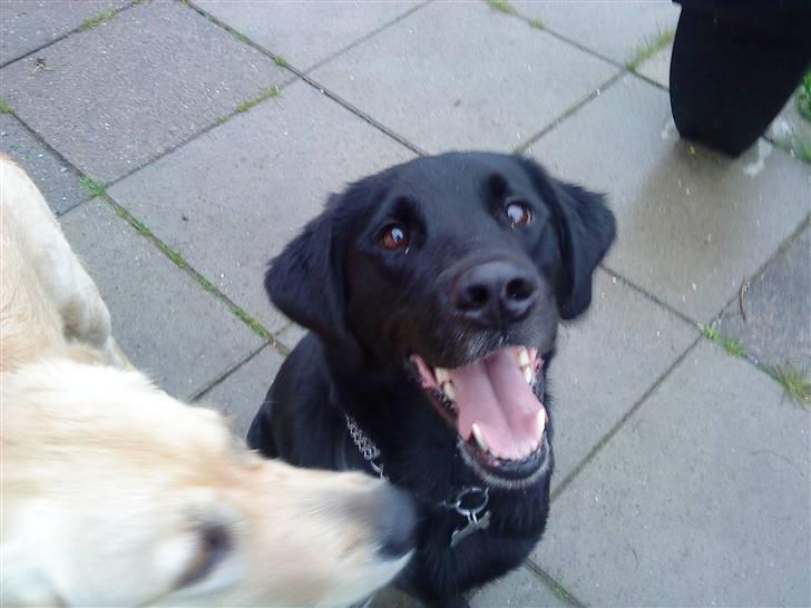 Labrador retriever Basse R.I.P - Basse billede 5