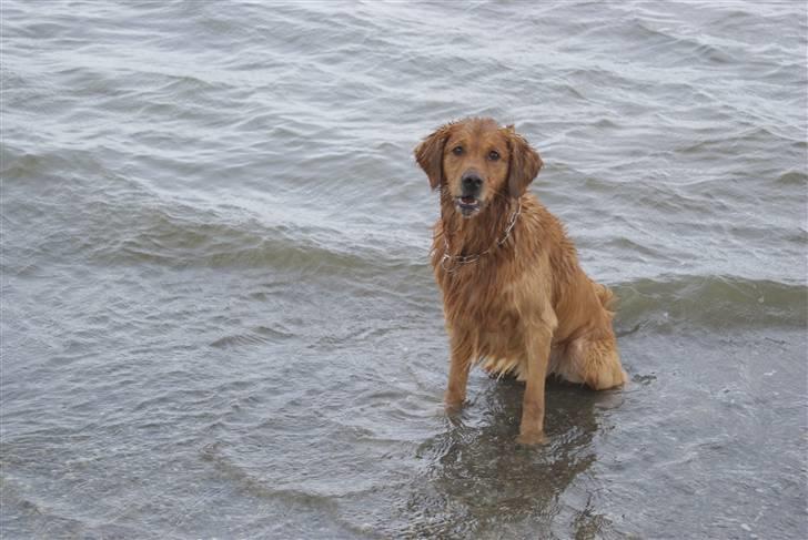 Golden retriever laban billede 15