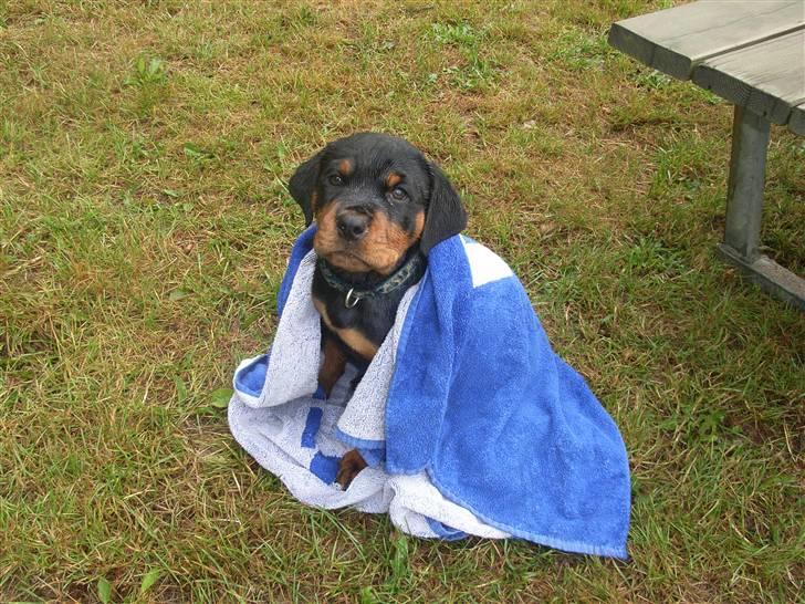 Rottweiler Kåre - ikk sjovt at være våd :-( billede 5
