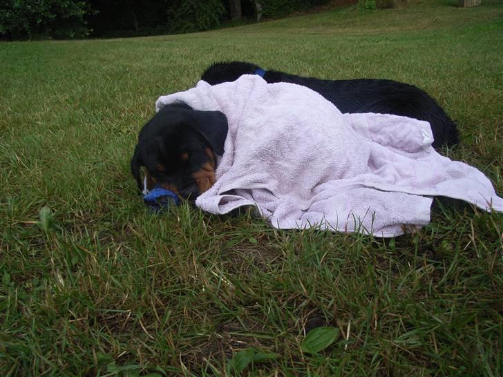 Rottweiler Kåre - uha det er dejligt at blive pakket ind efter en tur i vandet for første gang  billede 6