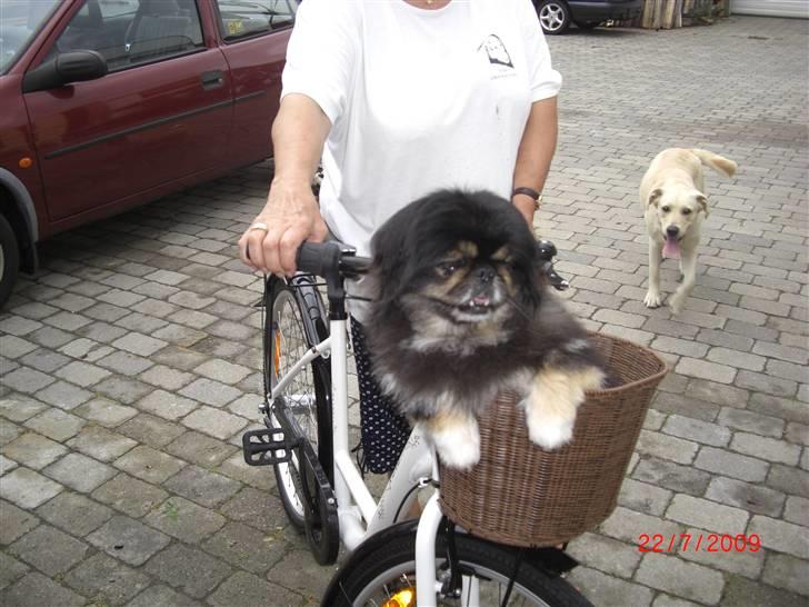 Pekingeser Gizmo - Uha da da det var noget af en cykeltur med min moster hun kører som en brækket arm billede 8