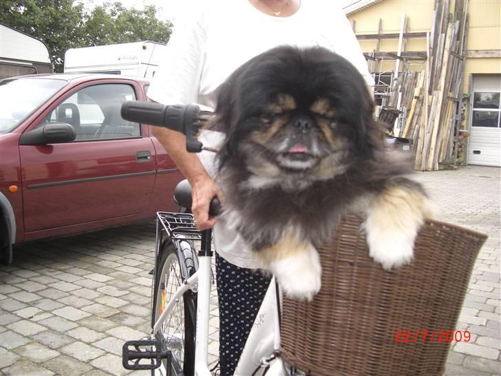 Pekingeser Gizmo - Man kan godt nok blive svimmel af en køretur. billede 9