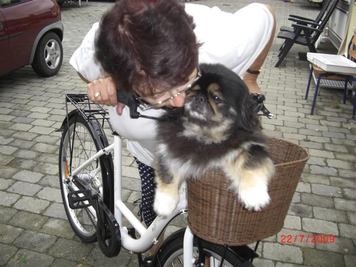 Pekingeser Gizmo - Her får jeg så kys af min moster som tak fordi jeg turde køre med hende UHA. billede 10