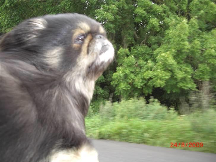 Pekingeser Gizmo - Her er jeg så ude at køre tur med min far, det er det bedste jeg ved. billede 11
