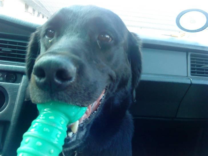 Labrador retriever Basse R.I.P - Basse, og hans gummiben billede 6