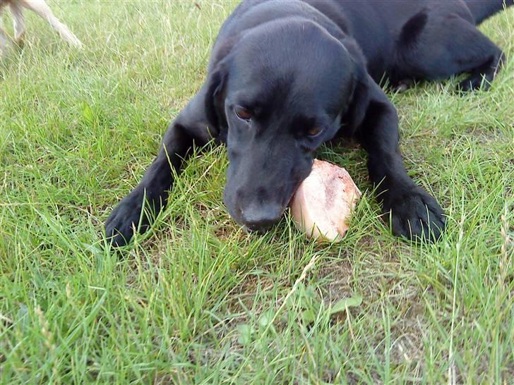 Labrador retriever Basse R.I.P - Basse, elsker ben billede 7