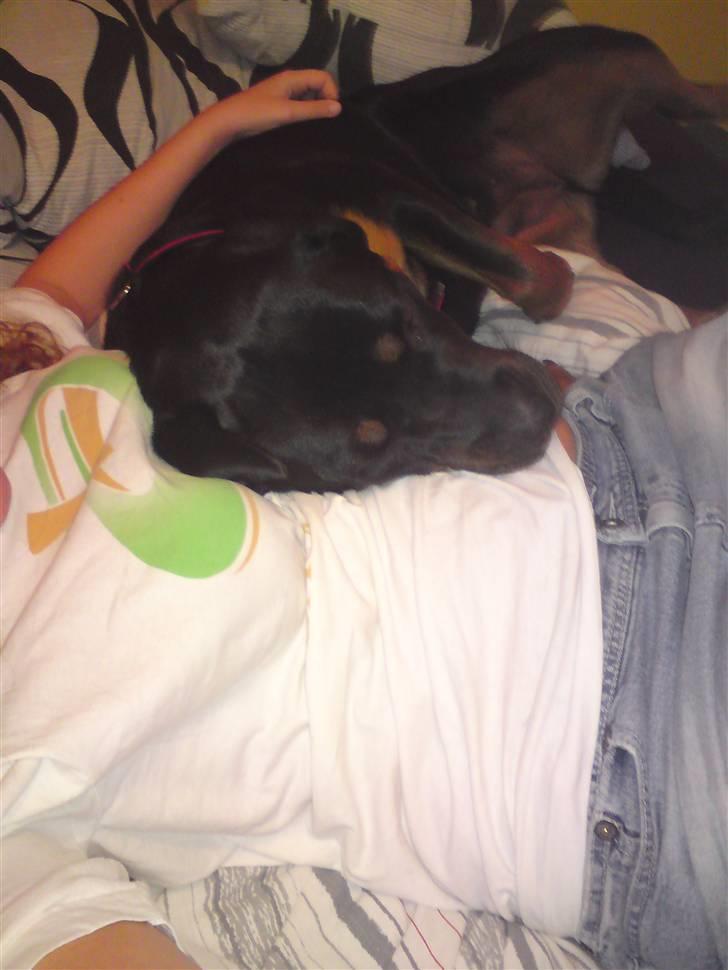 Rottweiler Kayla † billede 17