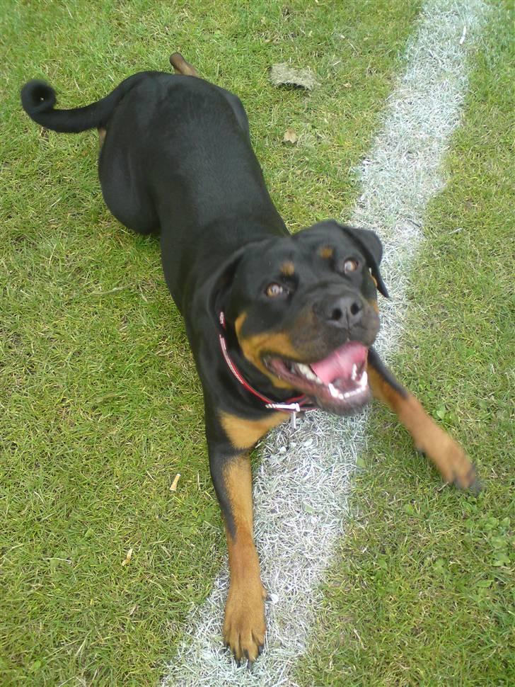 Rottweiler Kayla † billede 18