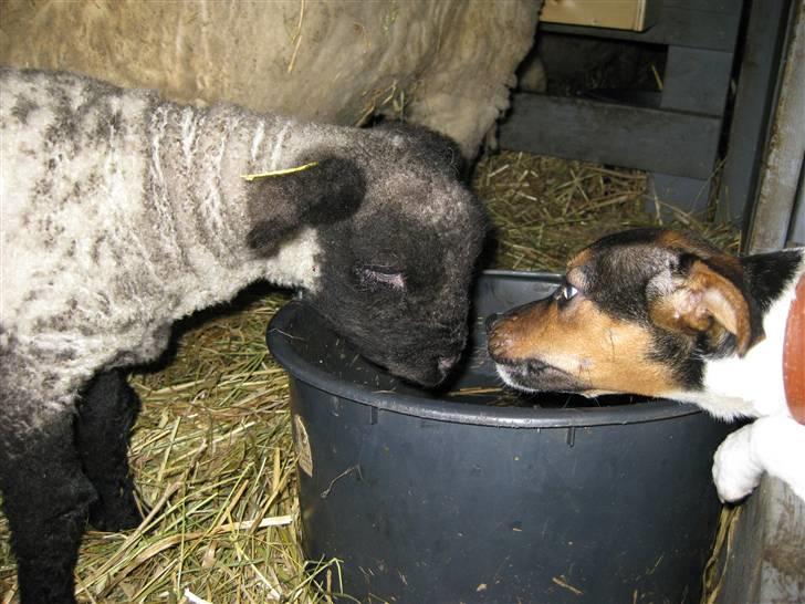Dansk svensk gaardhund Mille - hej med dig.. :) billede 10