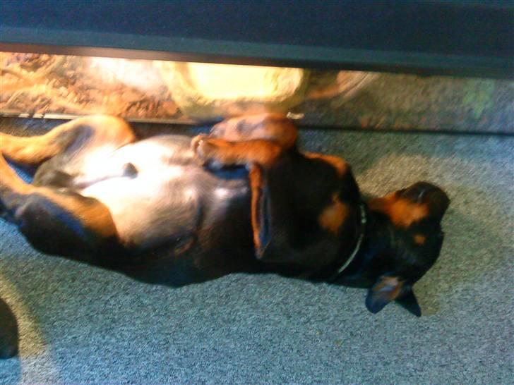 Rottweiler Rico R.I.P 9-7-2009 billede 11