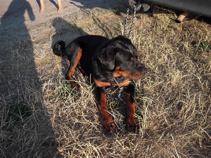 Rottweiler Rico R.I.P 9-7-2009 billede 12