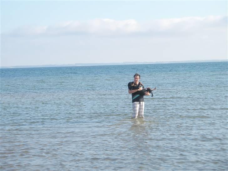 Rottweiler Rico R.I.P 9-7-2009 billede 13