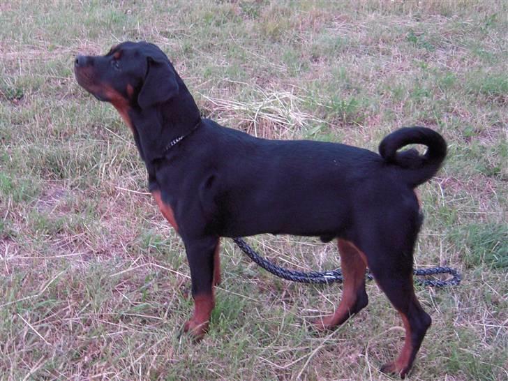 Rottweiler Rico R.I.P 9-7-2009 billede 14