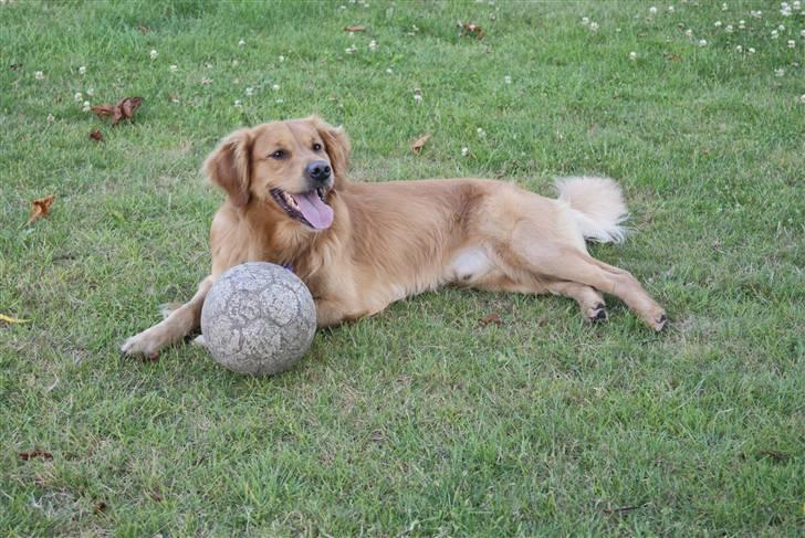Golden retriever laban billede 17