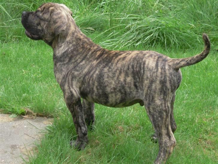 Boerboel Kelzo - Se lige hvor flot han kan stå (12 uger) billede 1