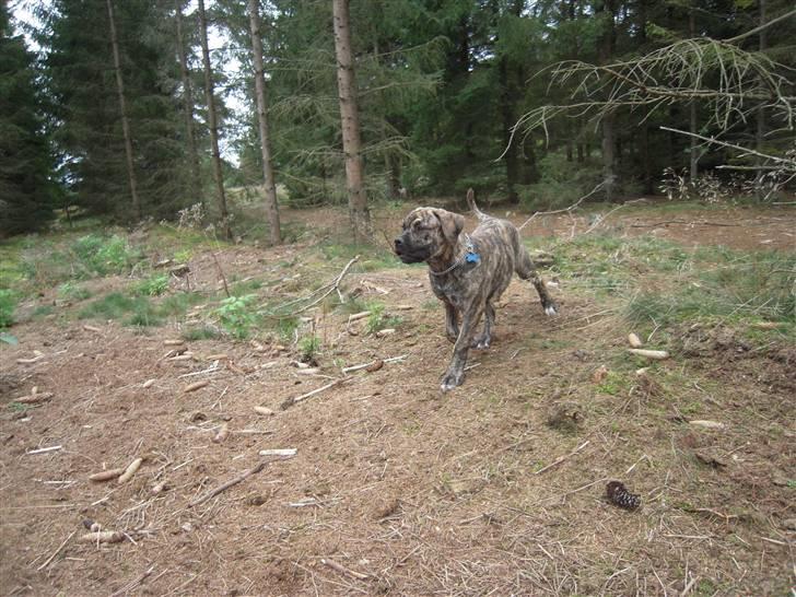 Boerboel Kelzo - Har er kelzo med på fur billede 2