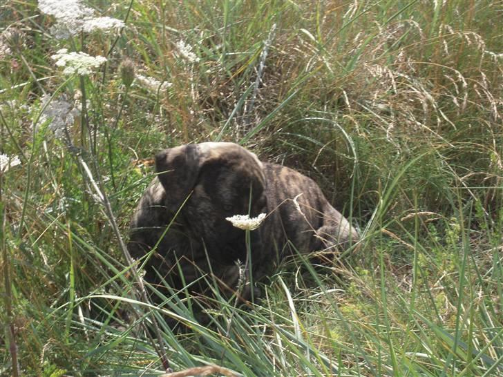 Boerboel Kelzo - Tro han kigger efter små dyr billede 4