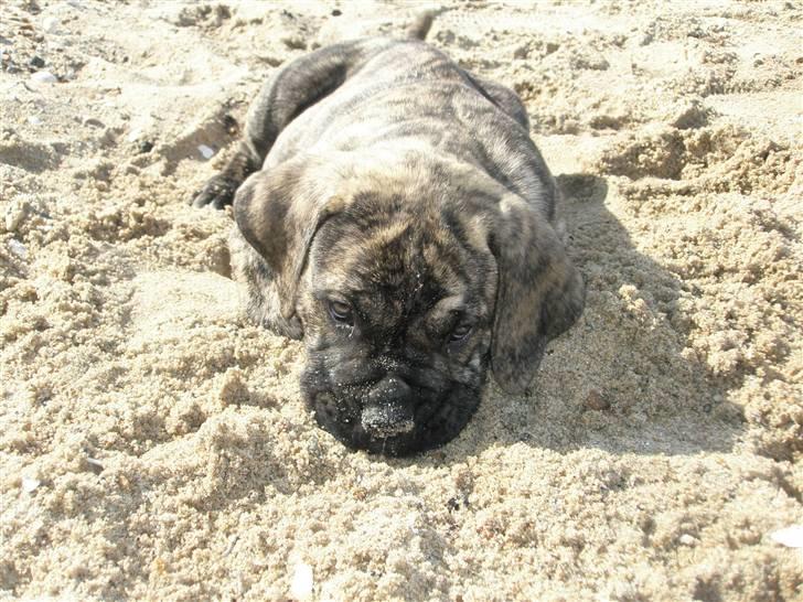 Boerboel Kelzo - Så holder han lige øjene med min kæreste billede 5