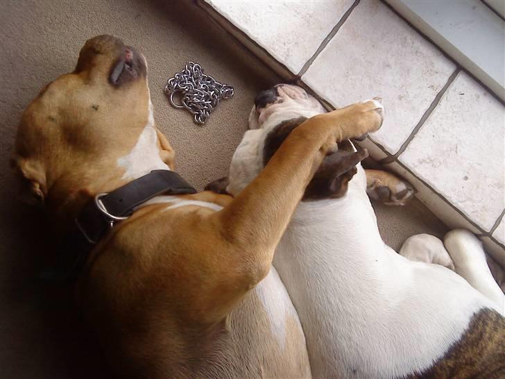 Amerikansk bulldog Zako aKa Underbid - Snork snork ! ! billede 18