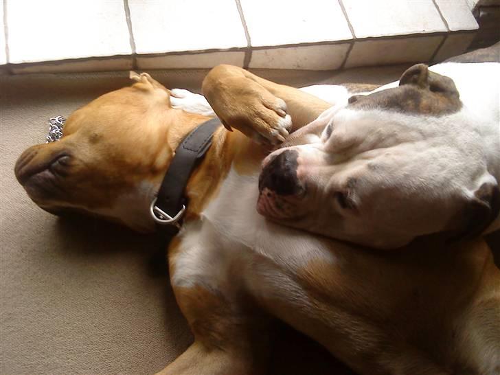 Amerikansk bulldog Zako aKa Underbid - Hvis det ikk er lykken, så ved jeg ikk hvad er ? billede 19