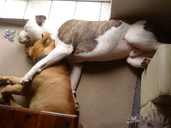 Amerikansk bulldog Zako aKa Underbid - Mors putte drenge :-) billede 20