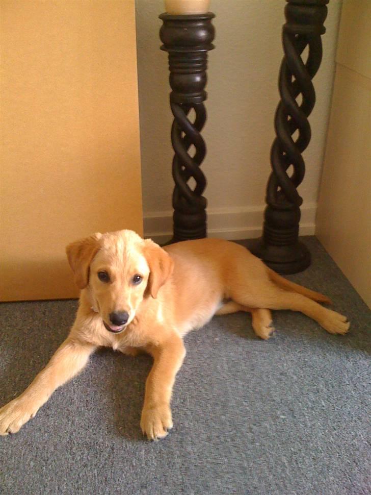 Blanding af racer Mika - her er den lille prinsesse næsten 12 uger  billede 1