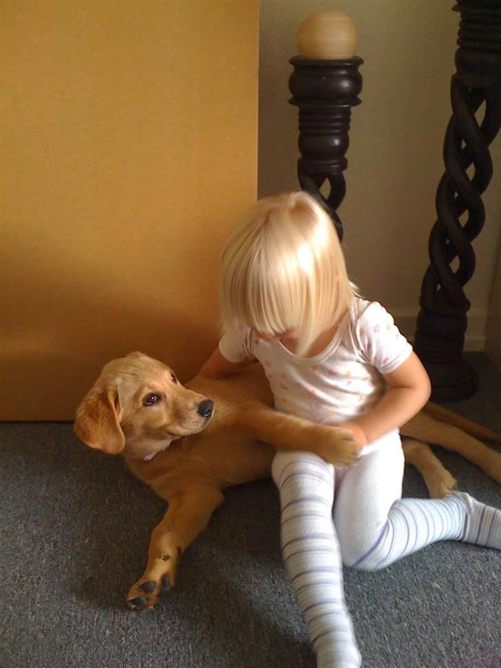 Blanding af racer Mika - 12 uger gammel. Mika ligger og hygger med min kærestes datter billede 4