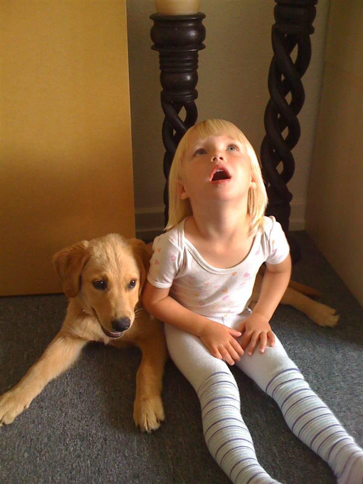 Blanding af racer Mika - 12 uger gammel billede 6