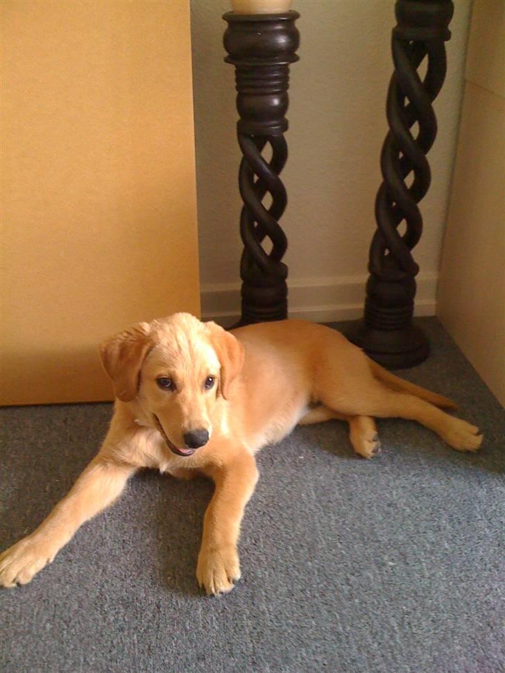 Blanding af racer Mika - 12 uger gammel billede 7