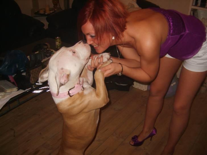 Amerikansk staffordshire terrier Monique - og en dans :) billede 13