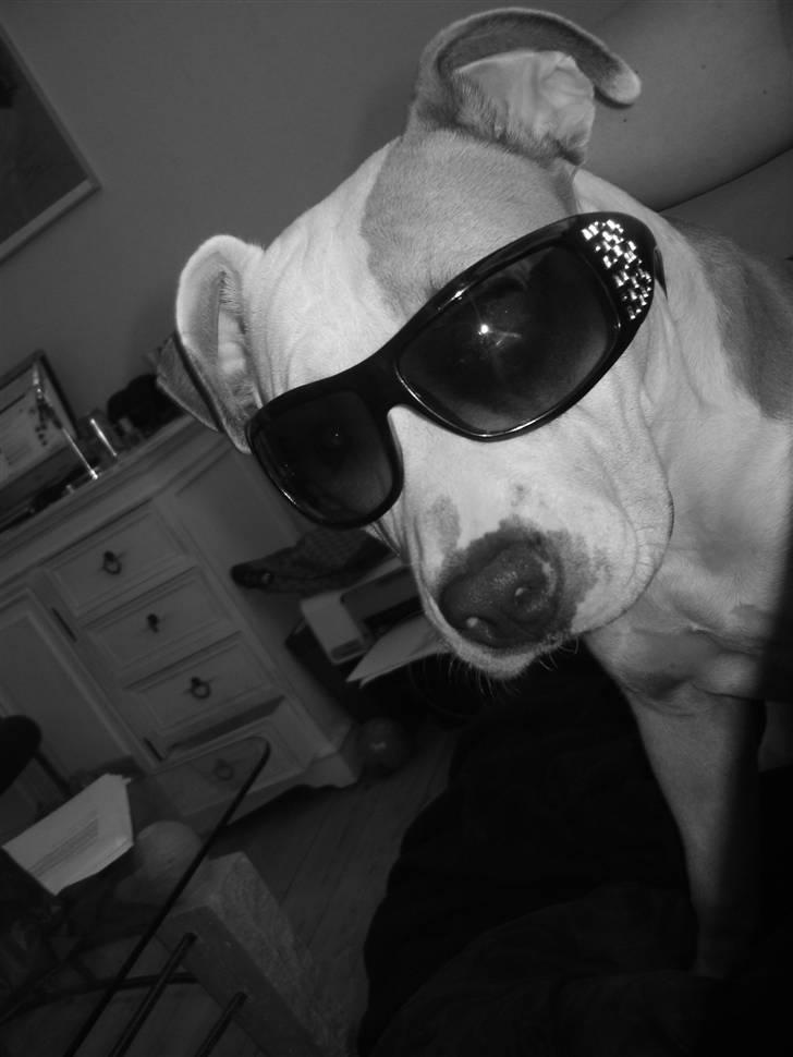 Amerikansk staffordshire terrier Monique billede 14