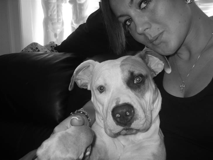 Amerikansk staffordshire terrier Monique billede 15