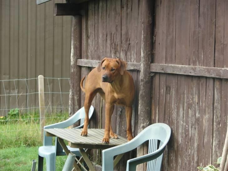 Rhodesian ridgeback Alika - god udsigt fra mors blomster bord i haven.. billede 12