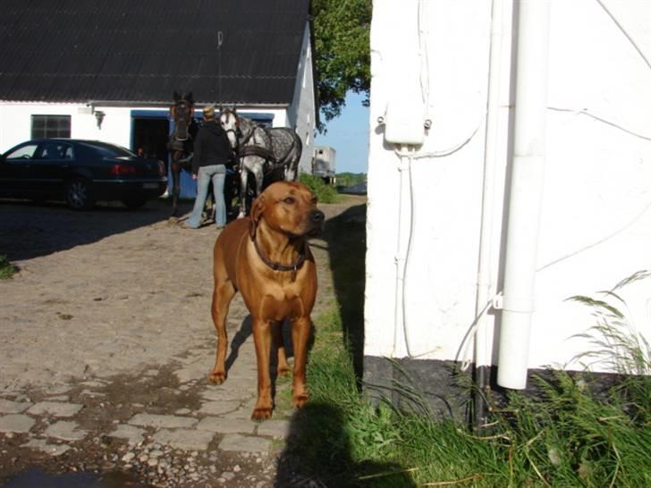 Rhodesian ridgeback Alika - På besøg hos min kæreste Martin.. også Ægte RR billede 7