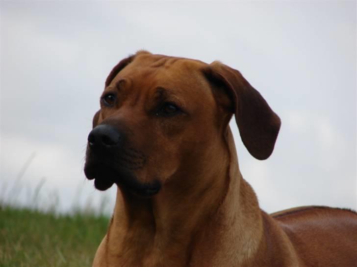 Rhodesian ridgeback Alika - Alika betyder Det smukkeste på negariansk.... Og det er mit navn.. billede 1