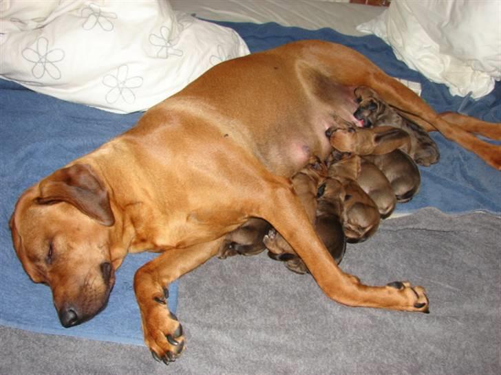 Rhodesian ridgeback Alika - lidt træt.. Hårdt og føde 10 hvalpe.. Men dejligt med familie forøgelse billede 8