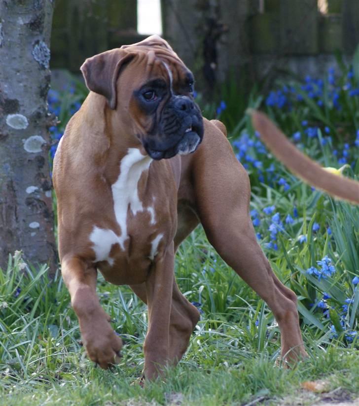 Boxer Chloé vom Hause Chagall - April 2010 (1 år)  billede 9