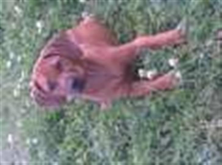 Rhodesian ridgeback Alika - Alika ca 10 uger gammel billede 13