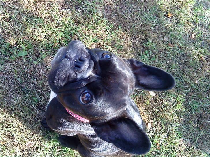 Fransk bulldog Giz billede 10