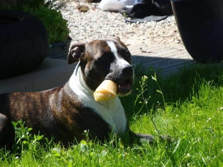 Amerikansk staffordshire terrier Belle billede 15