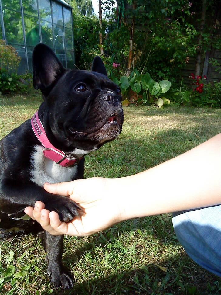 Fransk bulldog Giz billede 12