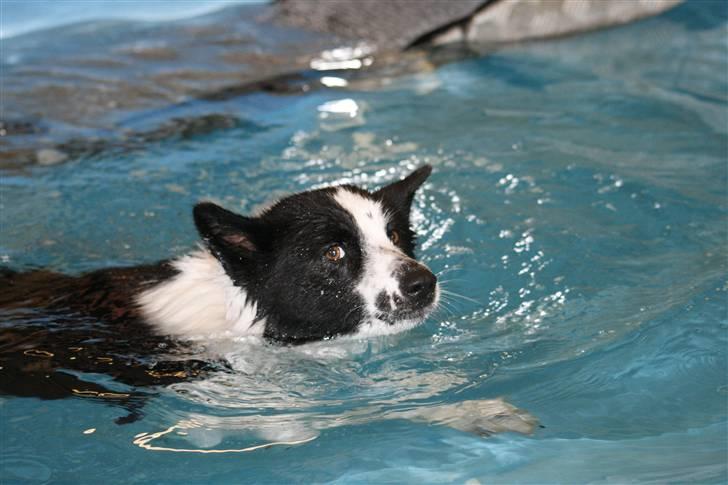 Karelsk bjørnehund Fifi - Se mor, jeg kan svømme! billede 2