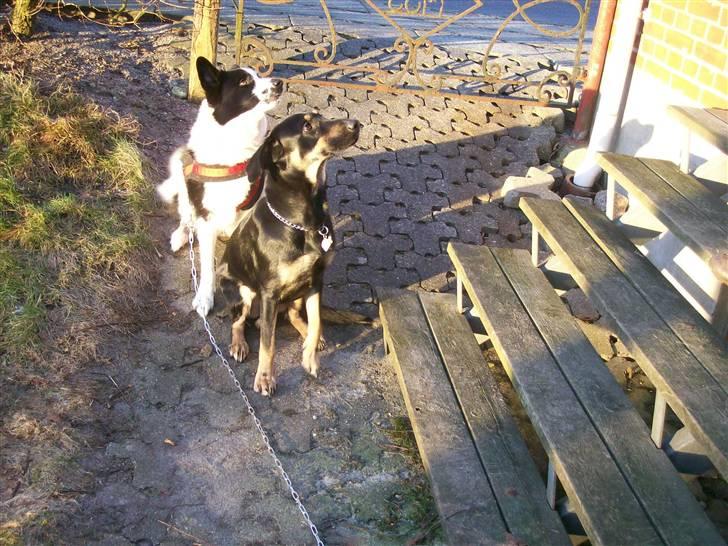 Karelsk bjørnehund Fifi billede 3