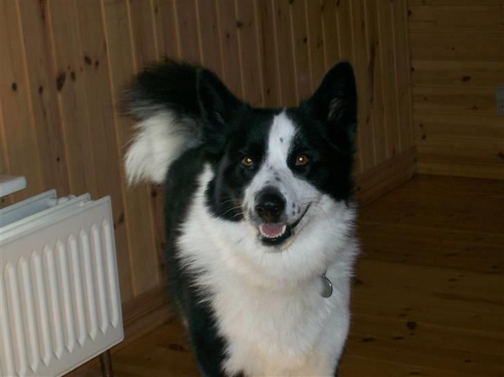 Karelsk bjørnehund Fifi billede 4