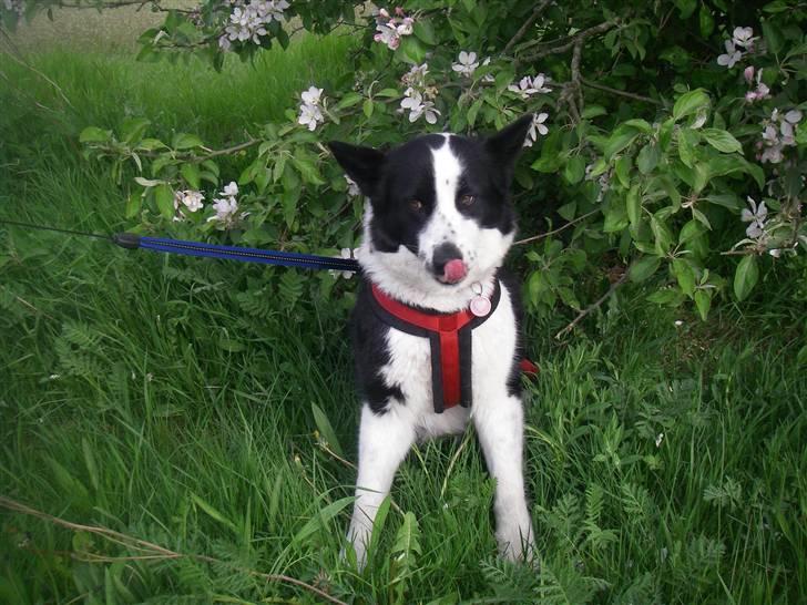 Karelsk bjørnehund Fifi billede 5