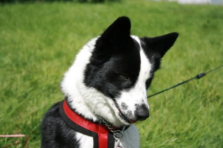 Karelsk bjørnehund Fifi billede 7