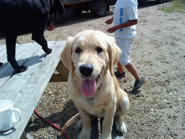 Golden retriever Bella billede 15
